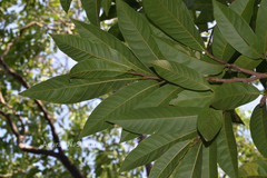 Annona reticulata